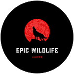 Epic Wildlife Videos