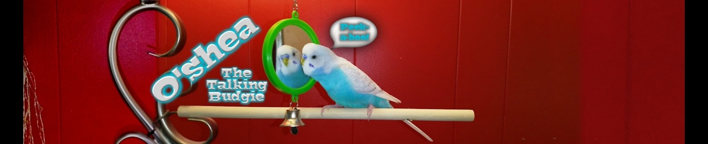 O'shea The Talking Budgie