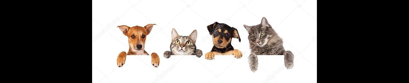 Funny Dog & Cat
