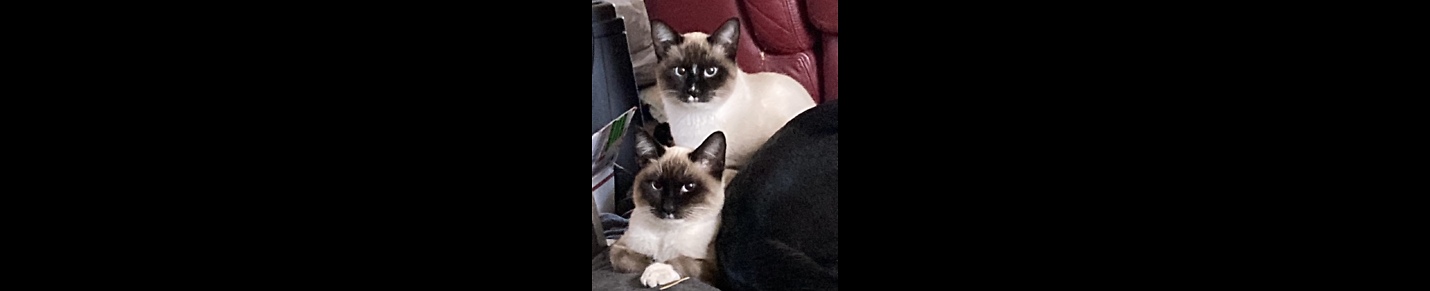 All about my Siamese twin cats