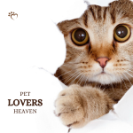 Pet Lovers Haven