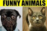 funny pets video