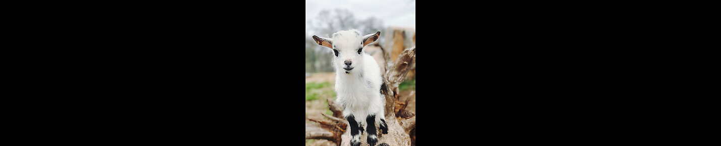 Beautiful Goat Kids