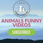 AnimalsFunnyVideos is a channel  with funny animal videos If you like cute and funny compilations of pets and animals, then this is the best channel for you. Enjoy! it:)ou love the cuteness and funny of animals? Subscribe me.#FAnimals #cats #dogs #kittens