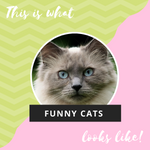 - Don't Try To Stop Laughing 🤣 - Funniest Cats Ever