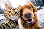 Cat and Dog