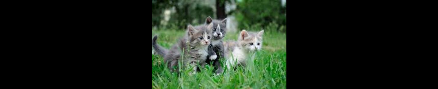 Fluffyandcutekittens