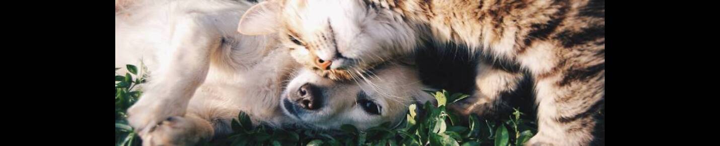 I Love Dog e cat