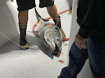 Seadoo FishPro fishing for Huge Bluefin tuna
