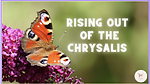 Rising Out of The Chrysalis - Stories that Inspire