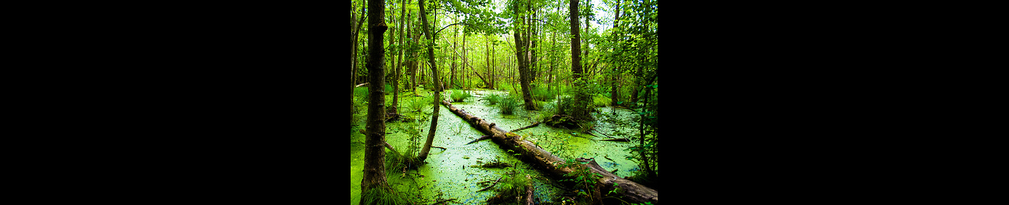 Florida Skunk Ape Researchers