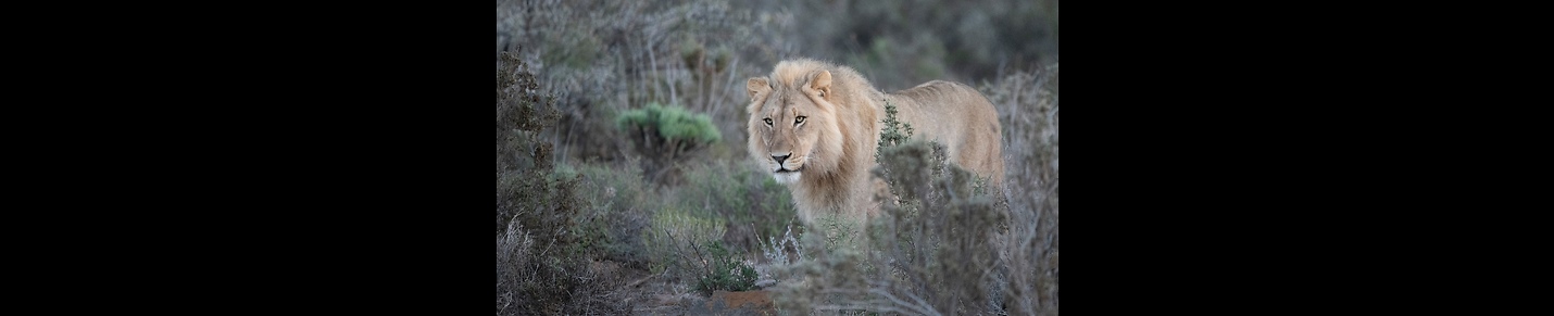 Wild in Africa