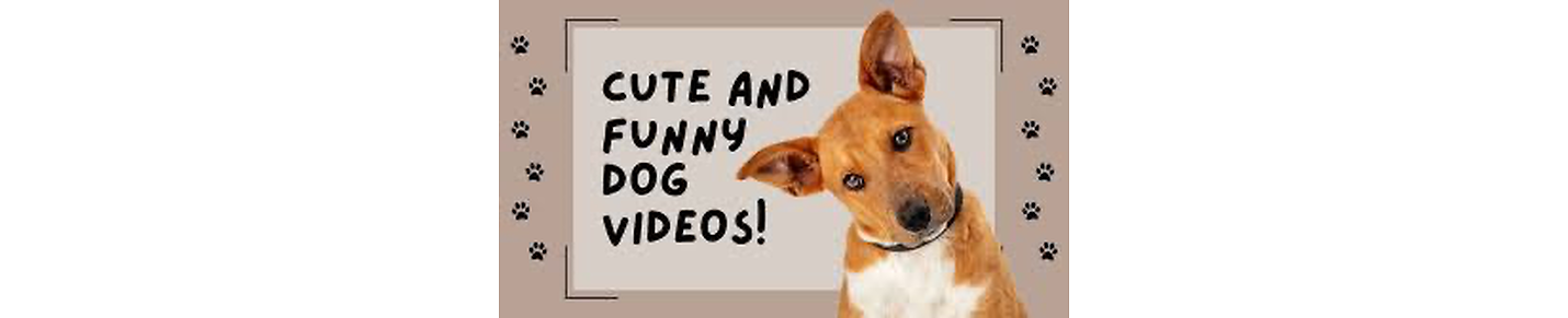 Funny videos