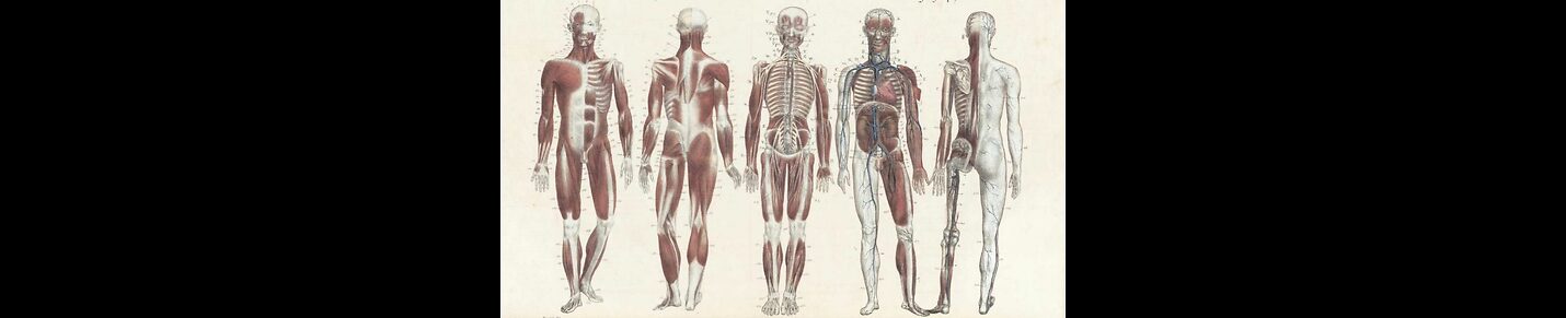 BodyAnatomy