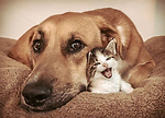 Funniest Dogs & Cats