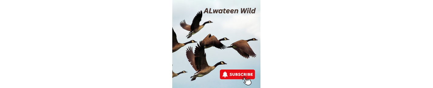 ALWateen for Wild