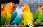 Love Bird Lovers