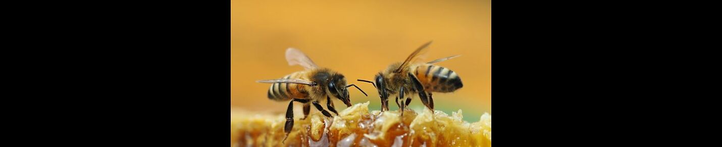 L'univers d'apiculture, The world of beekeeping