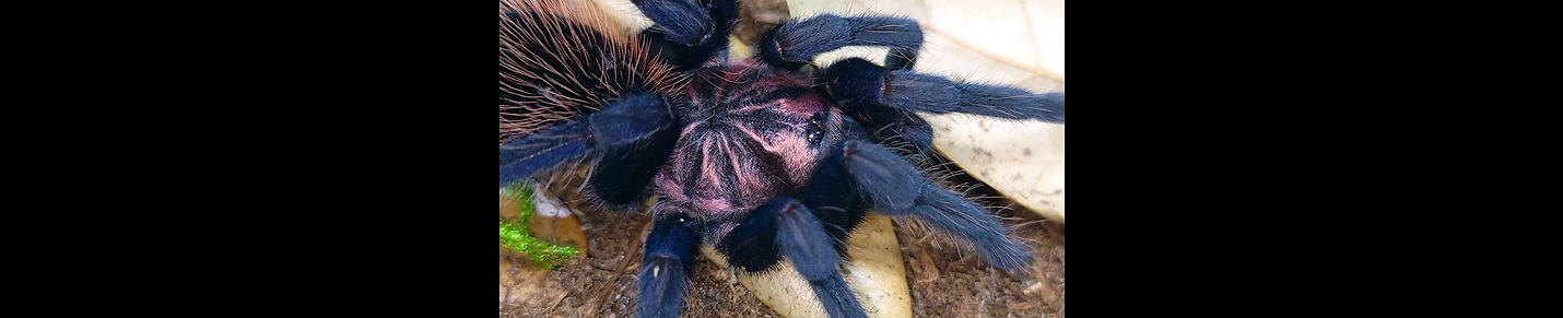 Tom's Big Spiders - Tarantula and Arachnid Care