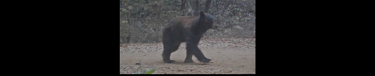 Sierra Trail Camera videos