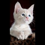Welcome to FunnyCuteBabyAnimals channel You can enjoy best funny cats and dogs videos. Thanks for watching our videos