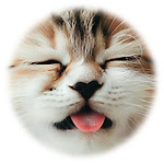 Here you can find compilation of cat videos, carefully remixed, synchronized with fun music's, to brighten your day.