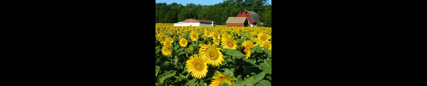 Organic Farming