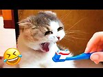 Funny Animals