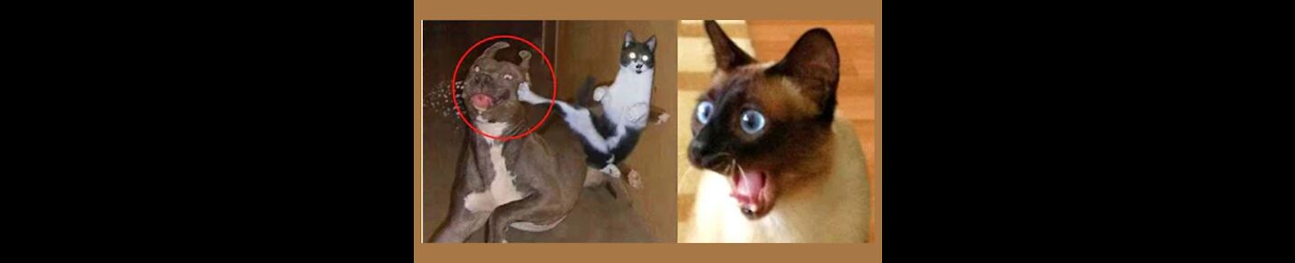 The funniest cats and dogs on the internet