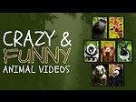 Funny pet videos