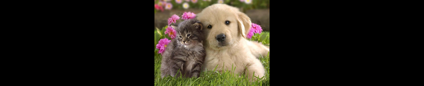 Most cute & funny pet video online!