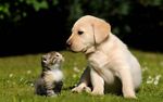 Dog and cat video