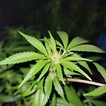 Rixorgannabis Indicativa