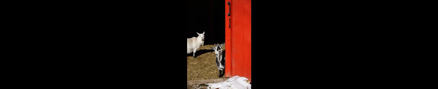 Funny Goat And Other Animal Videos