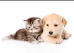 Cute pets & puppies