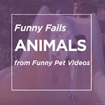 funny videos,funny video,funny animal videos,Fails,Funny Fails,fail,compilation,fail compilation,epic fails,epic fail,weekly,viral,failarmy,comp,best fails,fails compilation,viral video,epic,failure,ultimate,bloopers,fails of the week,funniest moments,Bes