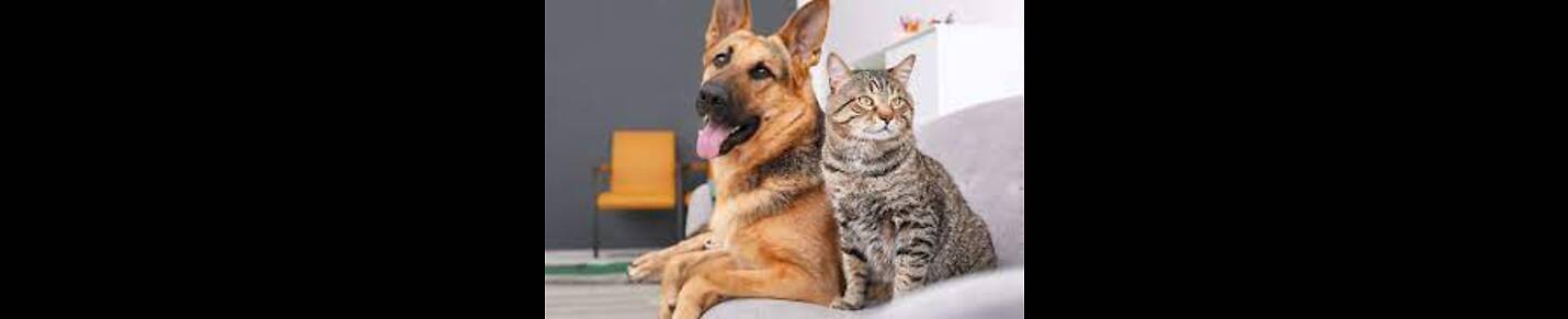 dogs cats lovers