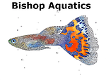 Bishop Aquatics