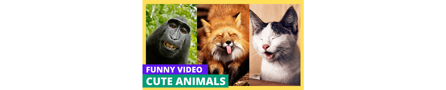 Funny unique animal videos