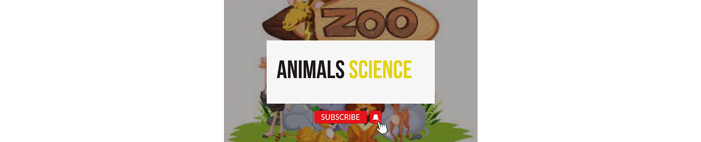 Animals videos channel
