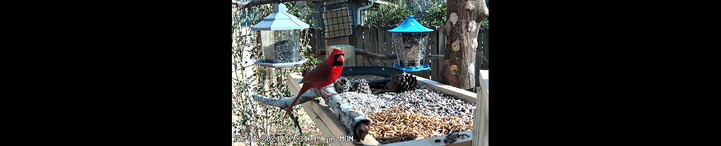 Relaxing Live Bird Cam