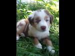 Hagan Farm Miniature Australian Shepherds