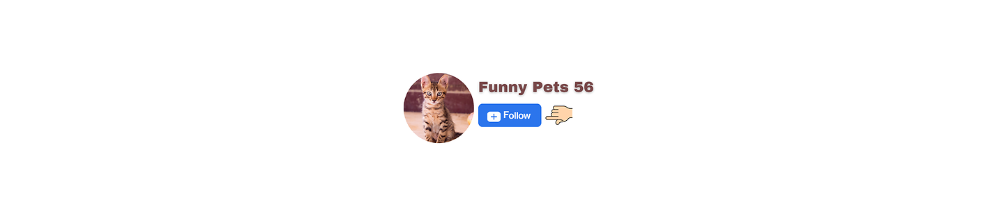 Funny Pets 56
