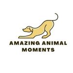 Amazing Animal Moments