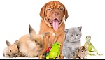 Dogs and cats videos