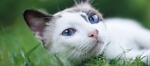 My lovely cute Cat video upload