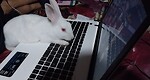 Bunny Play