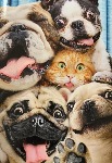 Cute and funny animals videos compilations.