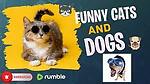 funny dogs and cats american dogs very beautiful dogs