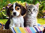 Funny & Adorable Cats and puppies Compilation